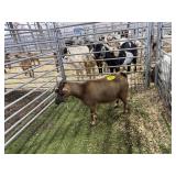 ARBL6815 BROWN DOE 52# P39