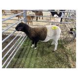 ARBY3559 TRI COLORED EWE 67# P29