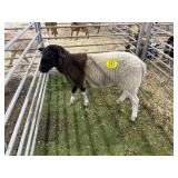 ARBY3555 BLK WHITE EWE 75# P29