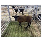 ARBY3561 BROWN EWE 67# P29