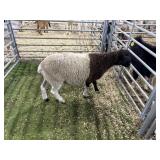 ARBY3560 BROWN WHTIE RAM 63# P29