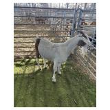 ARCF6545 TRI COLOR DOE 89# P11