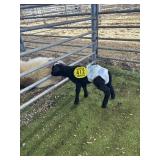 ARCF6555 BLK KAT RAM 6# P31