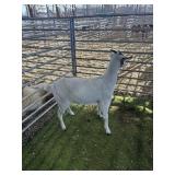 ARCF6551 TRI COLOR DOE 68# P11