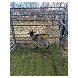 ARCF6553 TRI COLOR ND BUCK 24# P31