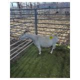 ARCF6550 WHITE DOE 60# P11