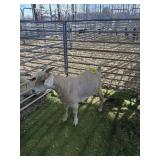 ARCF6546 TAN DOE 74# P11