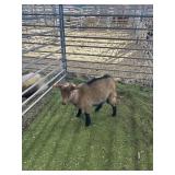 ARCF6554 TRI COLOR DOE 24# P31