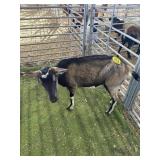 ARCF6556 TRI COLORED DOE 92# P32