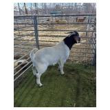 ARCMBG1ARB60564 TRADITIONAL BOER BUCK 96# P22