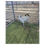 ARCF6558 TRI COLOR DOE 40# P28