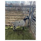 ARCF6549 BLK WHITE DOE 50# P11