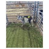 ARCF6559 TRI COLOR DOE 38# P28