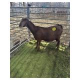 ARCF6548 RED DOE 134# P11