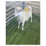 ARBY3642 BROWN WHITE RAM LAMB 42# P4