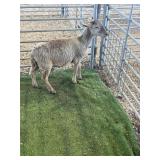 ARBY3639 BROWN WHITE RAM LAMB 53# P4