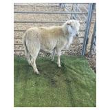 ARBY3636 WHITE RAM LAMB 54# P3