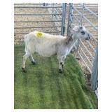 ARBY3637 TRI COLOR RAM LAMB 49# P3