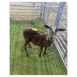 ARBY3640 BROWN RAM LAMB 40# P3