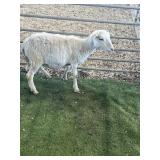 ARBY3643 WHITE RAM LAMB 40# P4