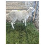 ARBY3227 WHITE EWE 75# P59