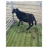 ARBY3228 BLK WHITE RAM 70# P60