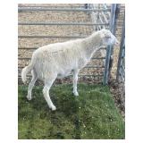 ARBY3681 WHITE EWE 42# P59