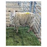 ARBY3679 BROWN EWE 70# P59