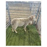 ARBY3678 LIGHT BROWN RAM 74# P60