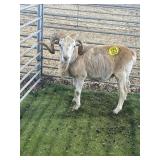 ARBY3686 WHITE KAT RAM 95# P58