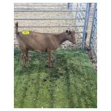 ARBY3684 RED DOE 59# P10