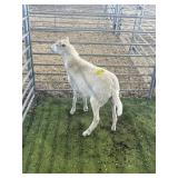 ARBY3680 WHITE EWE 53# P59