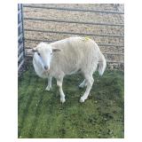 ARBY3682 WHITE EWE 47# P59