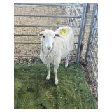 ARBY3683 WHITE BROWN SPOT EWE 54# P59