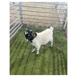 ARBY3691 BLK WHITE BUCK KID 33# P50