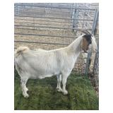 ARBJ9077 BROWN WHITE NANNY 105# P50