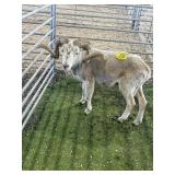 ARBY3687 WHITE KAT RAM 106# P58