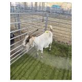 ARBY3689 BROWN NANNY 117# P50