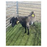 ARC77718 BLK NANNY 75# P50