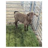 ARBY3690 BROWN NANNY 58# P50