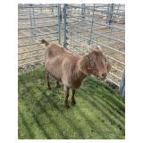 ARBY3693 RED DOE 76# P50