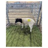 ARCF6509 BLK WHITE RAM 37# P14