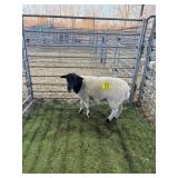 ARCF6511 BLK WHITE DORPER RAM 43# P14