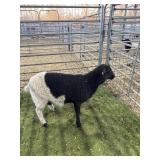 ARCF6512 BLK WHITE DORPER EWE 42# P14