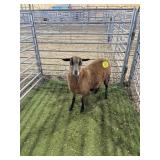 ARCF6505 BARBADO EWE 58# P13