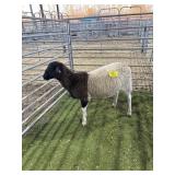 ARBY3555 BLK WHITE RAM 74# P14