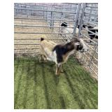 ARCF6514 RED WHITE DOE EX 59# P15