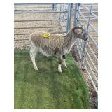 ARBY3651 BROWN RAM LAMB 46# P5