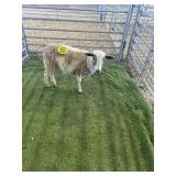 ARBY3649 BROWN WHITE RAM LAMB 26# P5