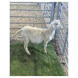 ARBY3641 WHITE RAM LAMB 41# P3